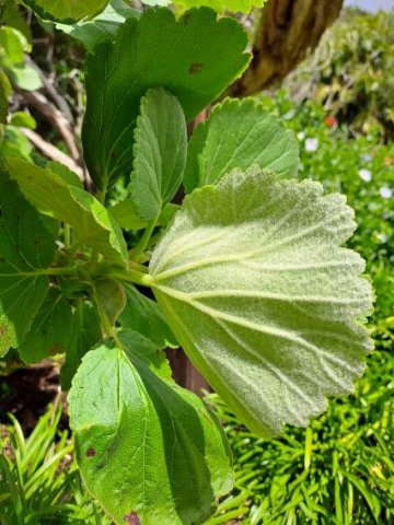 Greyia radlkoferi leaves